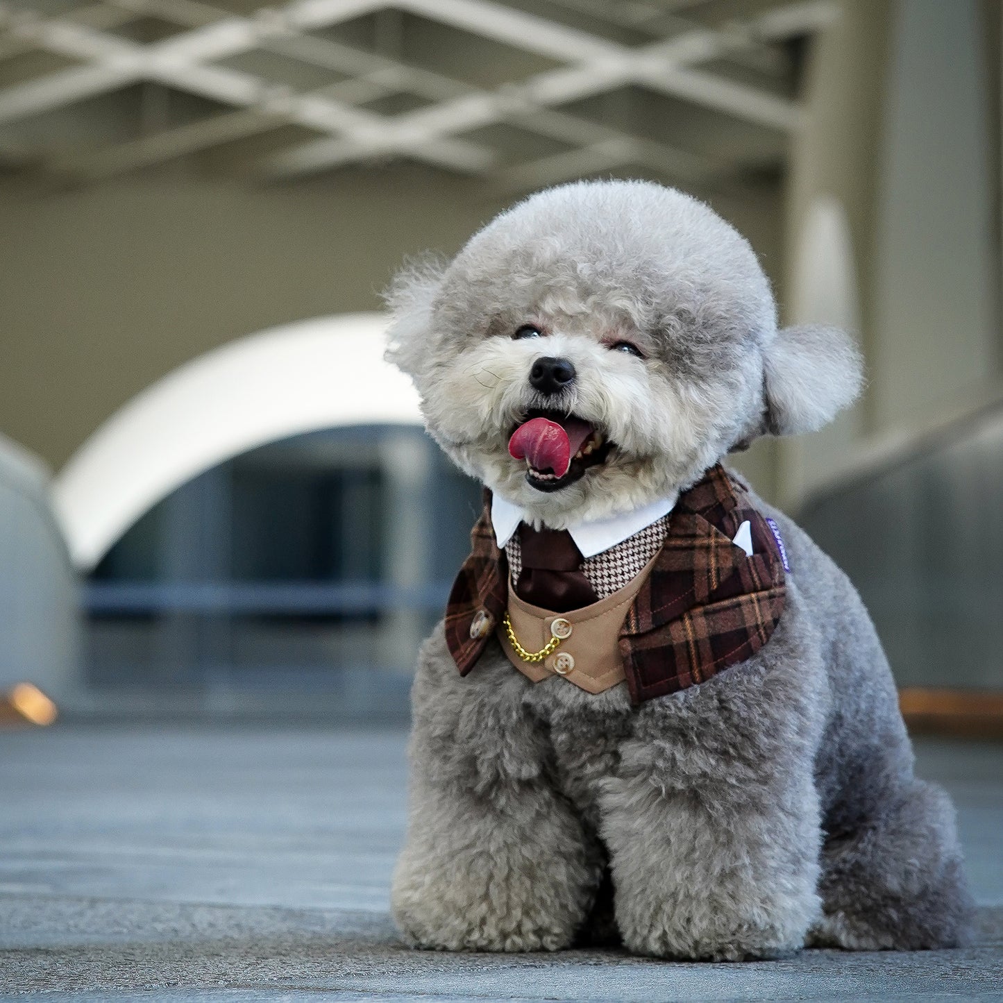 Phillip (New Colours) | Pet Bib