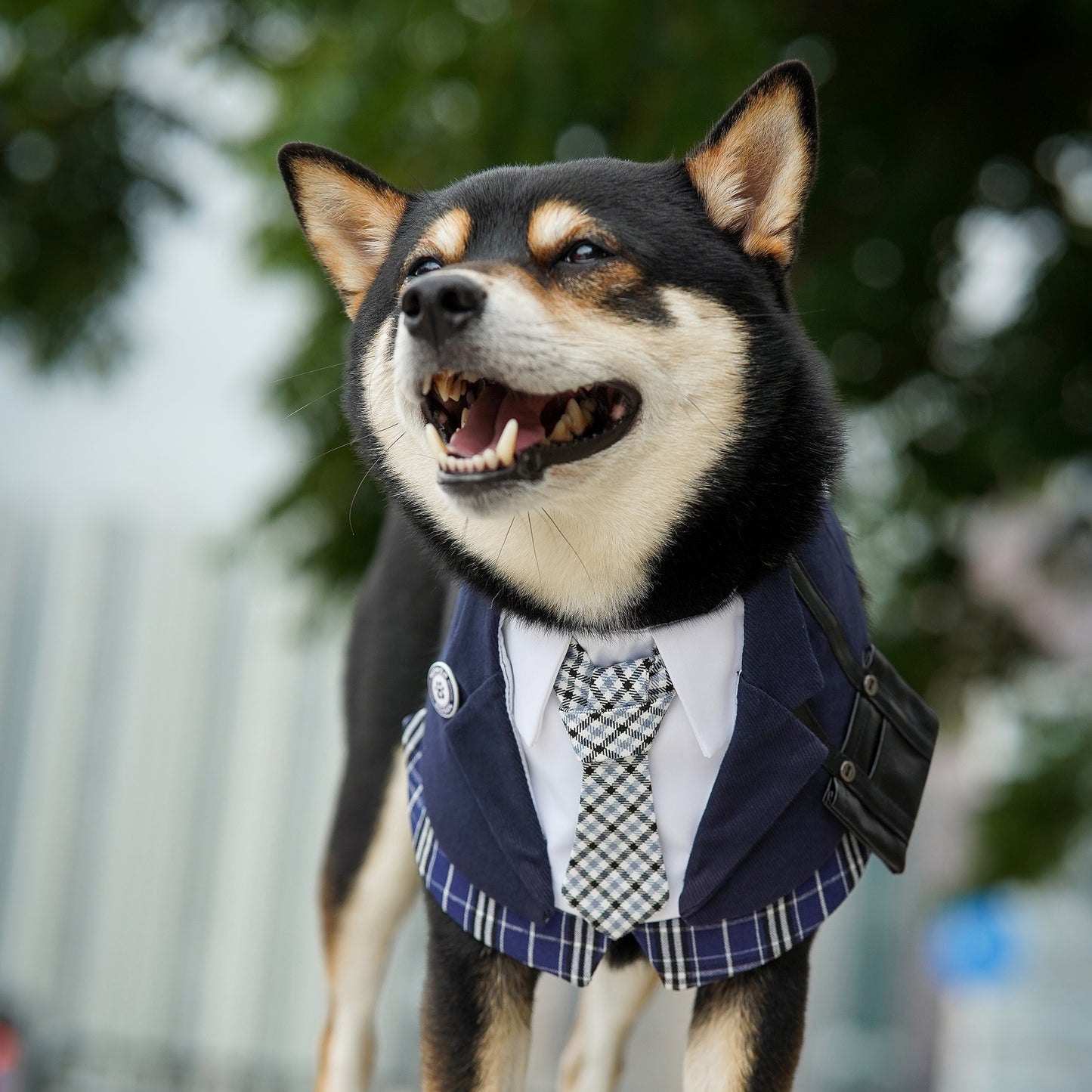 Morrison Hill · Boys Pet Bib