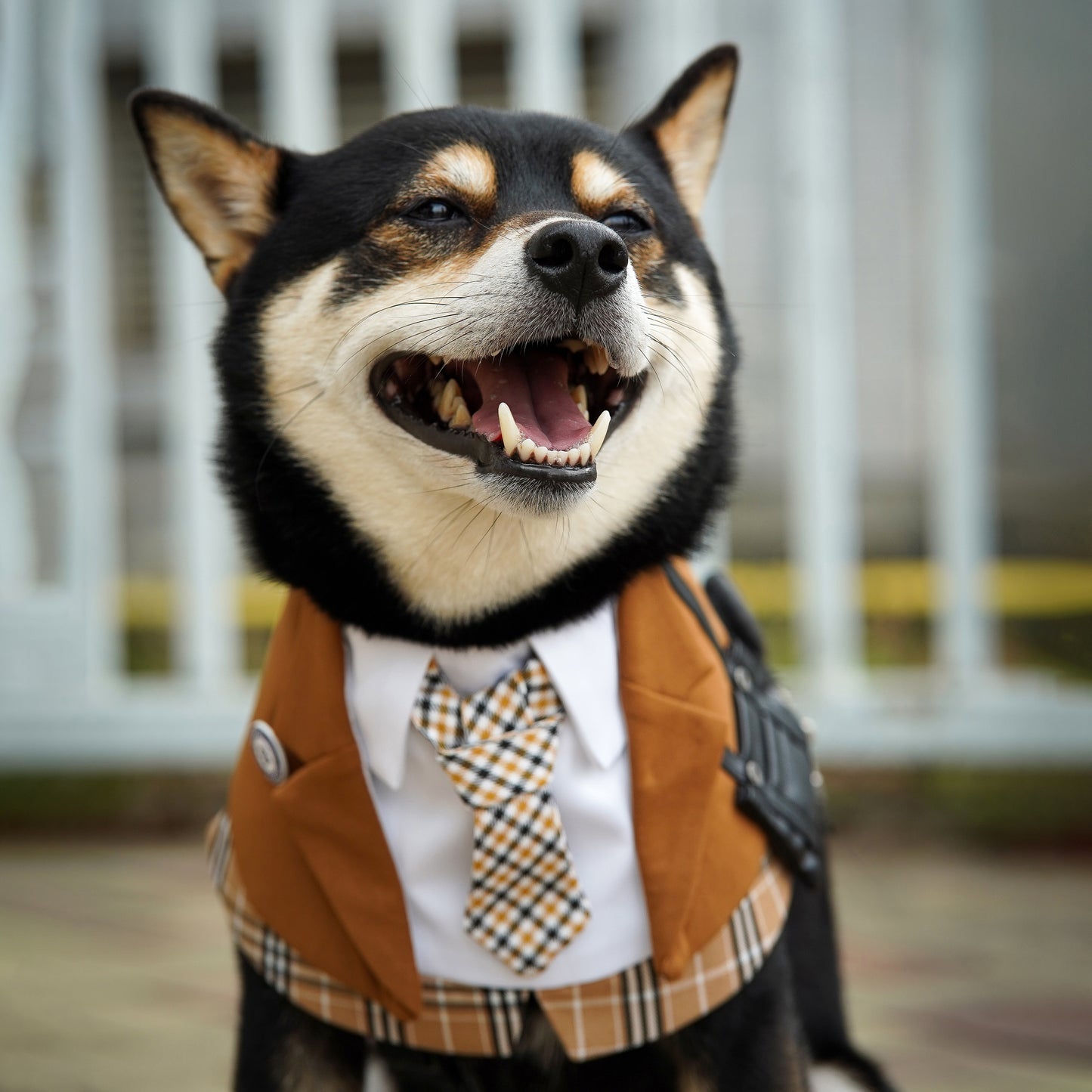 Morrison Hill · Boys Pet Bib