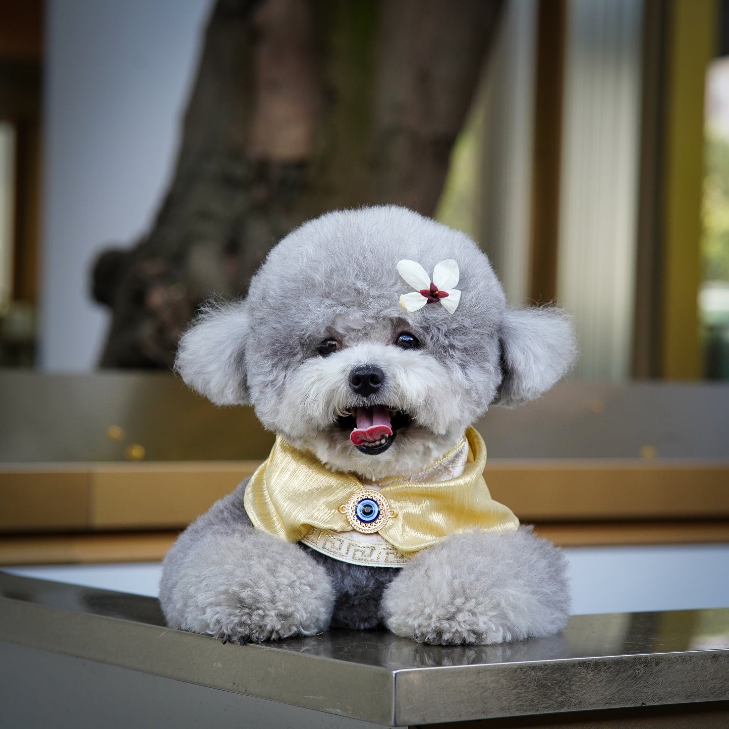 Zeus | Pet Bib