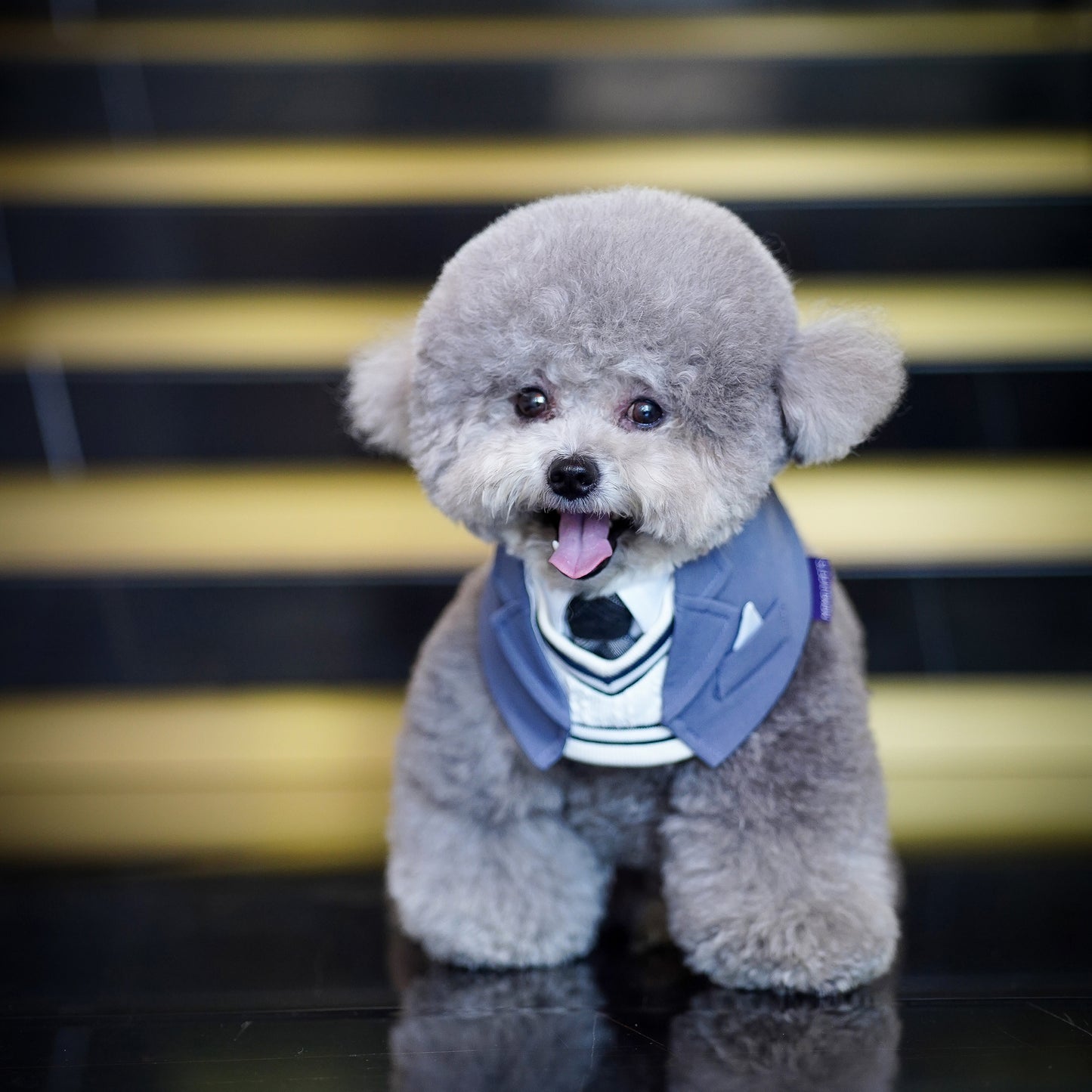 Joseph | Pet Bib