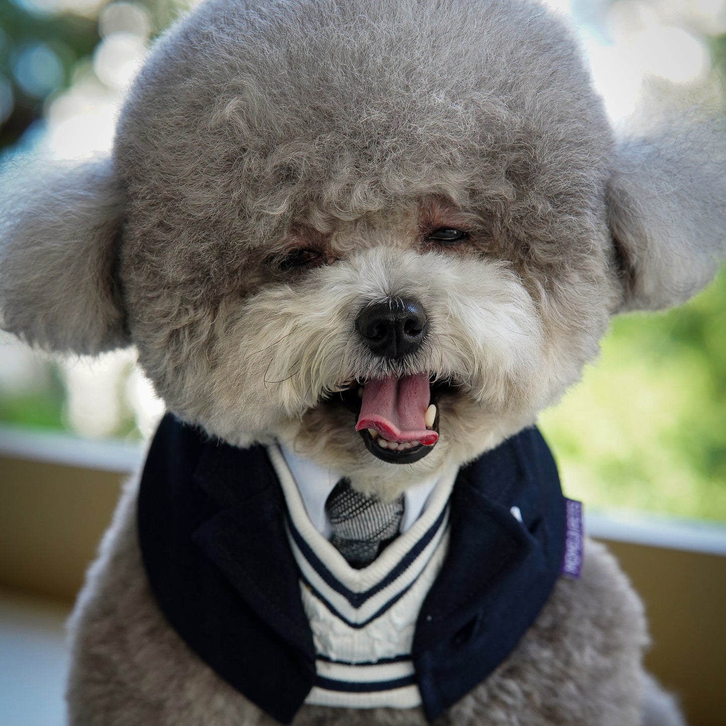 Joseph | Pet Bib