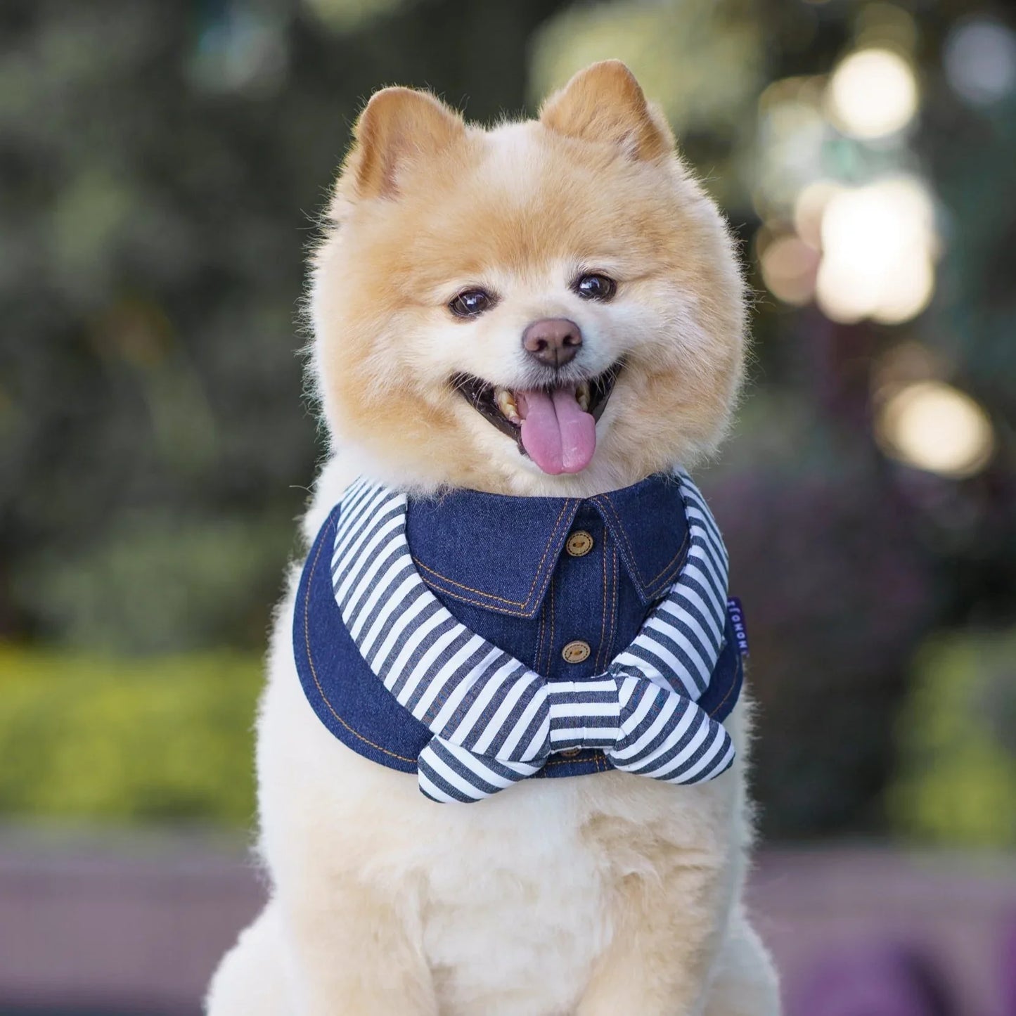Michael | Pet Neckwear