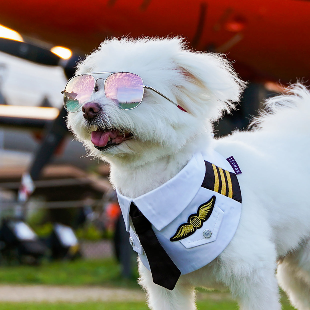 Coolmore | Pet Neckwear