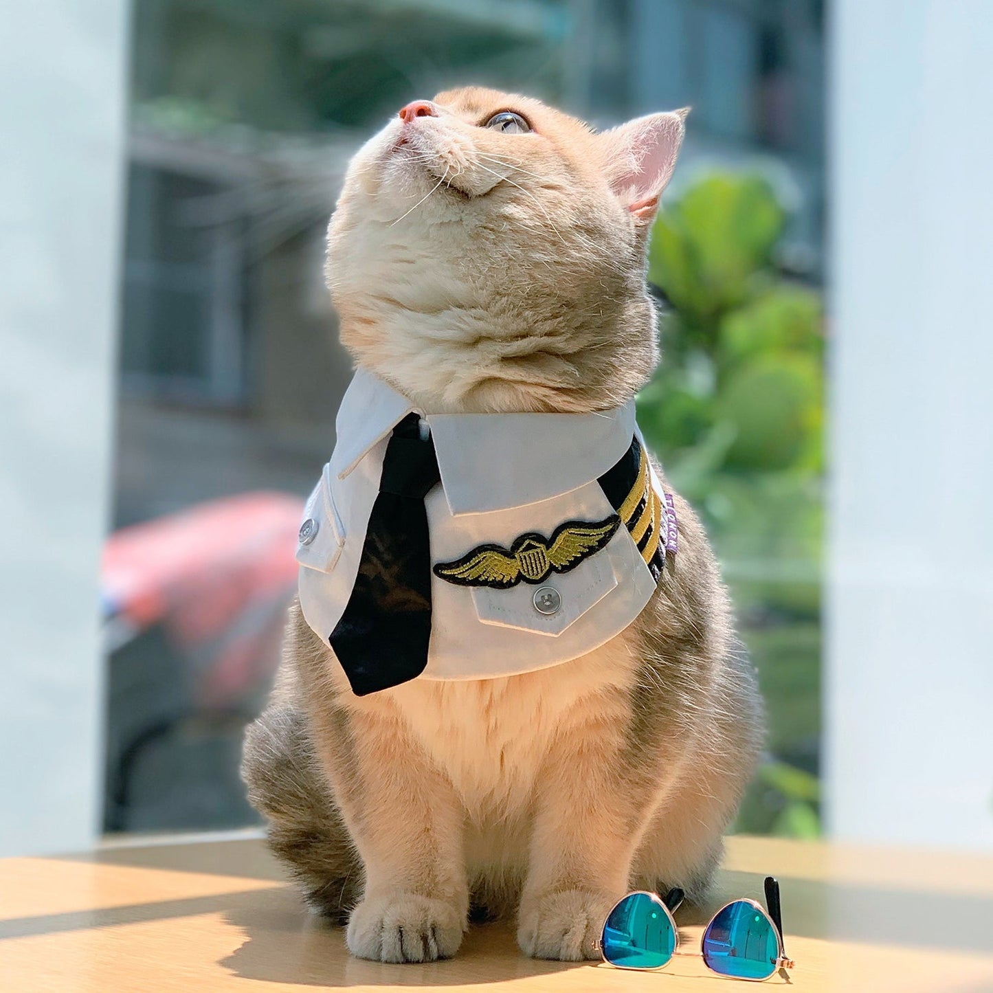 Coolmore | Pet Neckwear