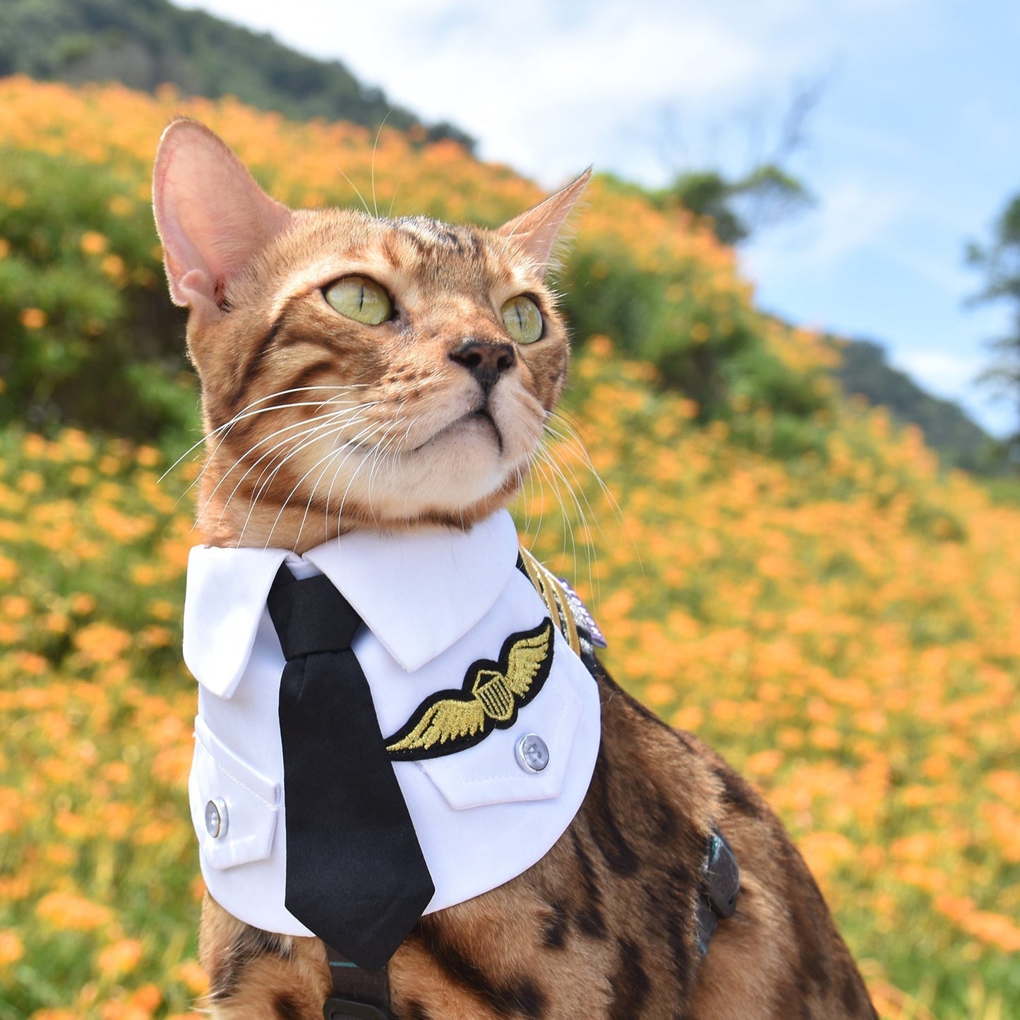 Coolmore | Pet Neckwear