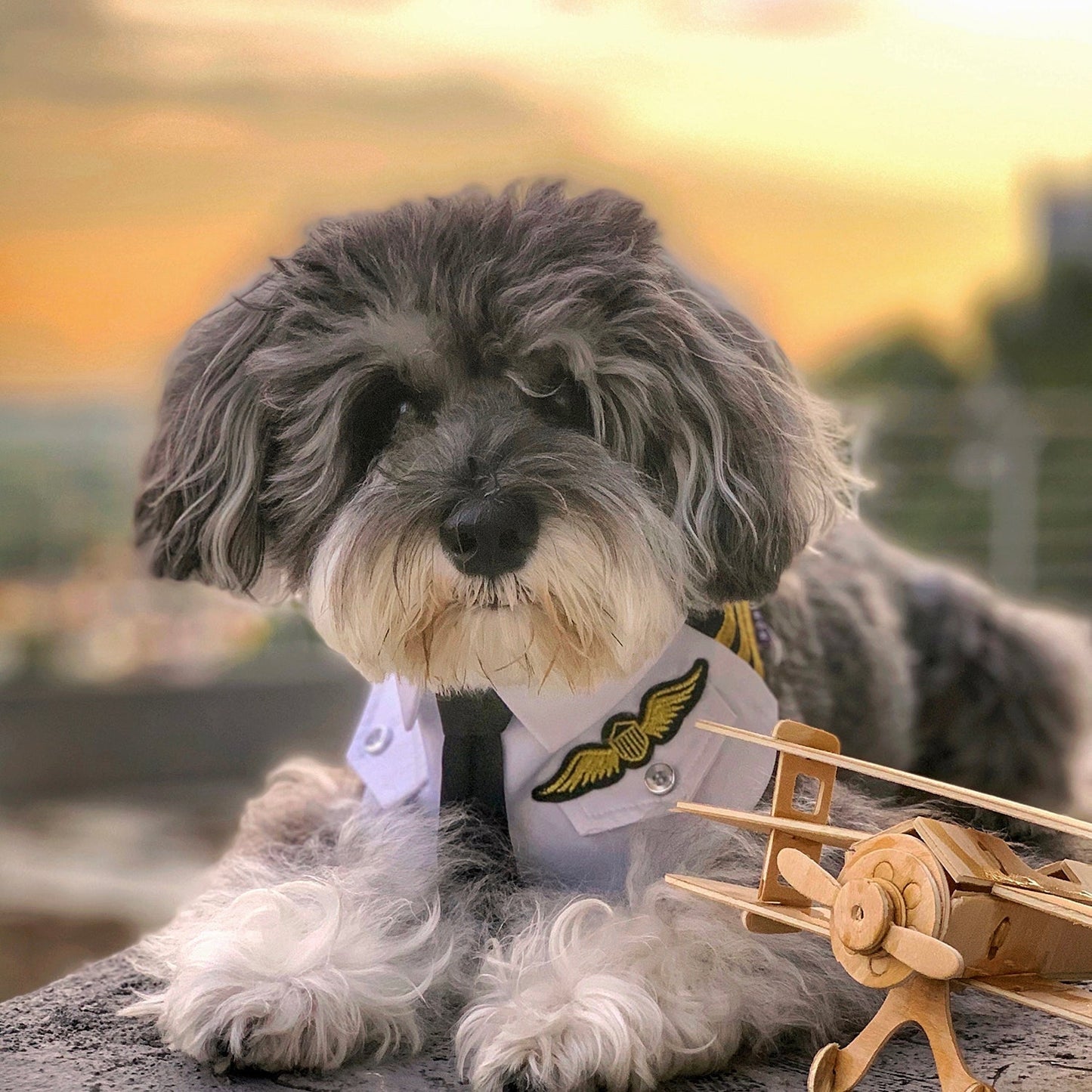 Coolmore | Pet Neckwear