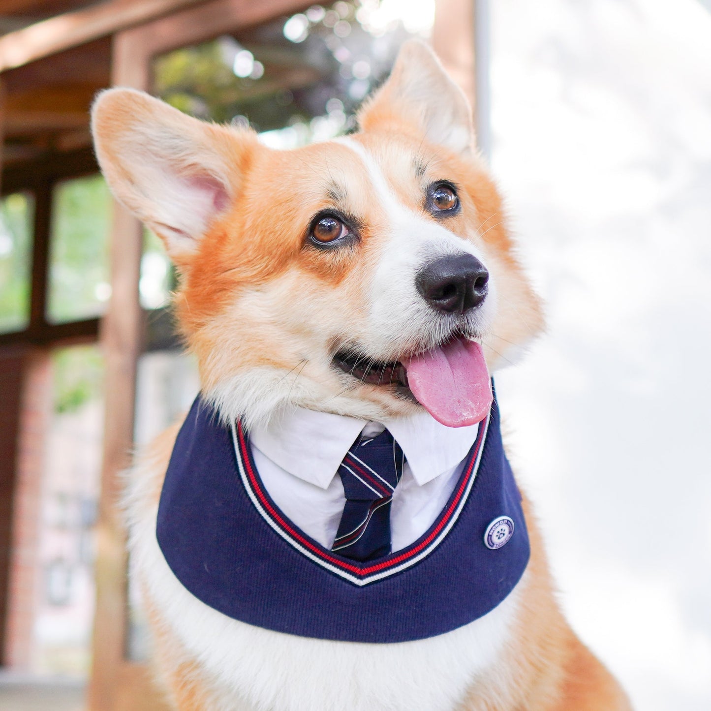 Stephen | Pet Neckwear