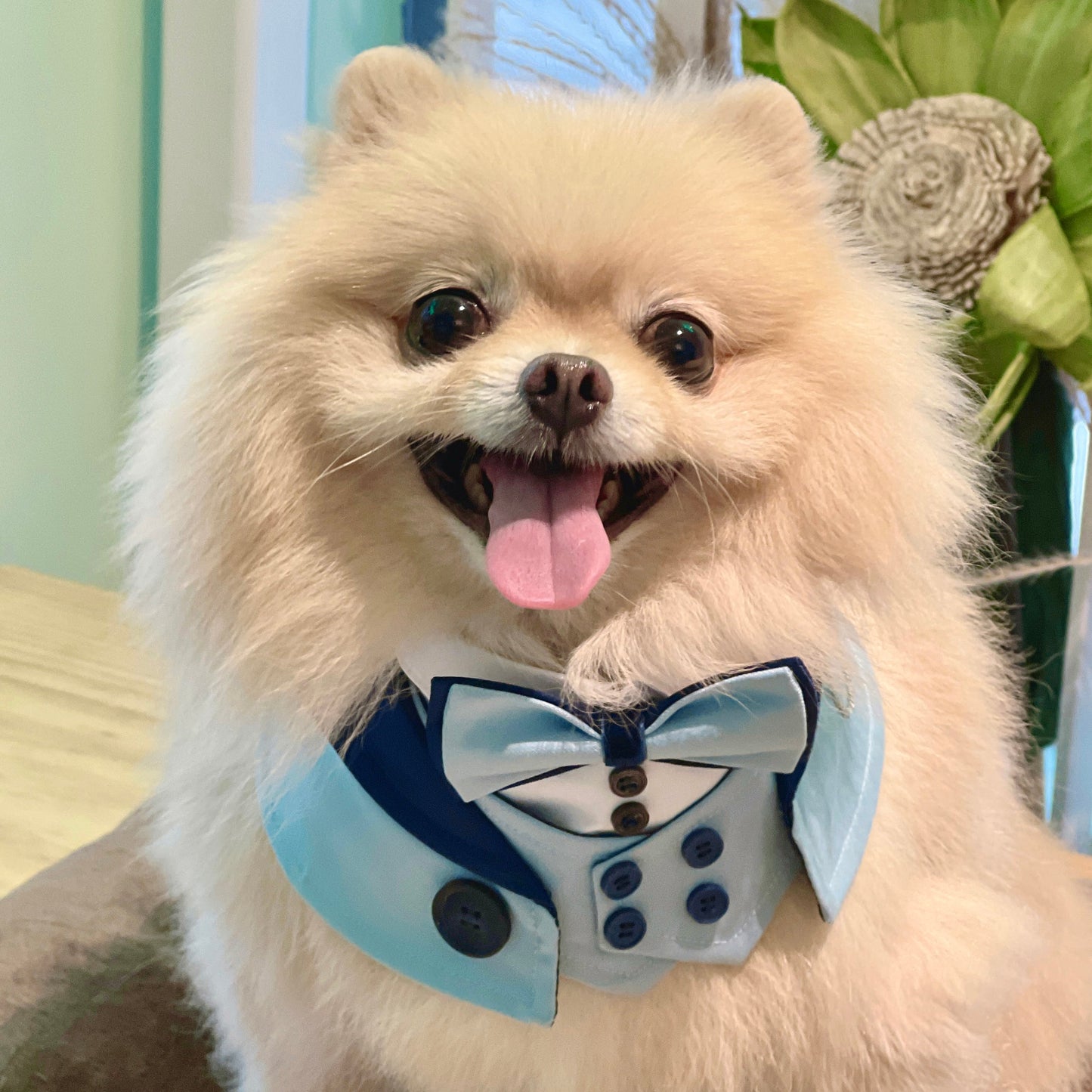 Kingsway | Pet Neckwear