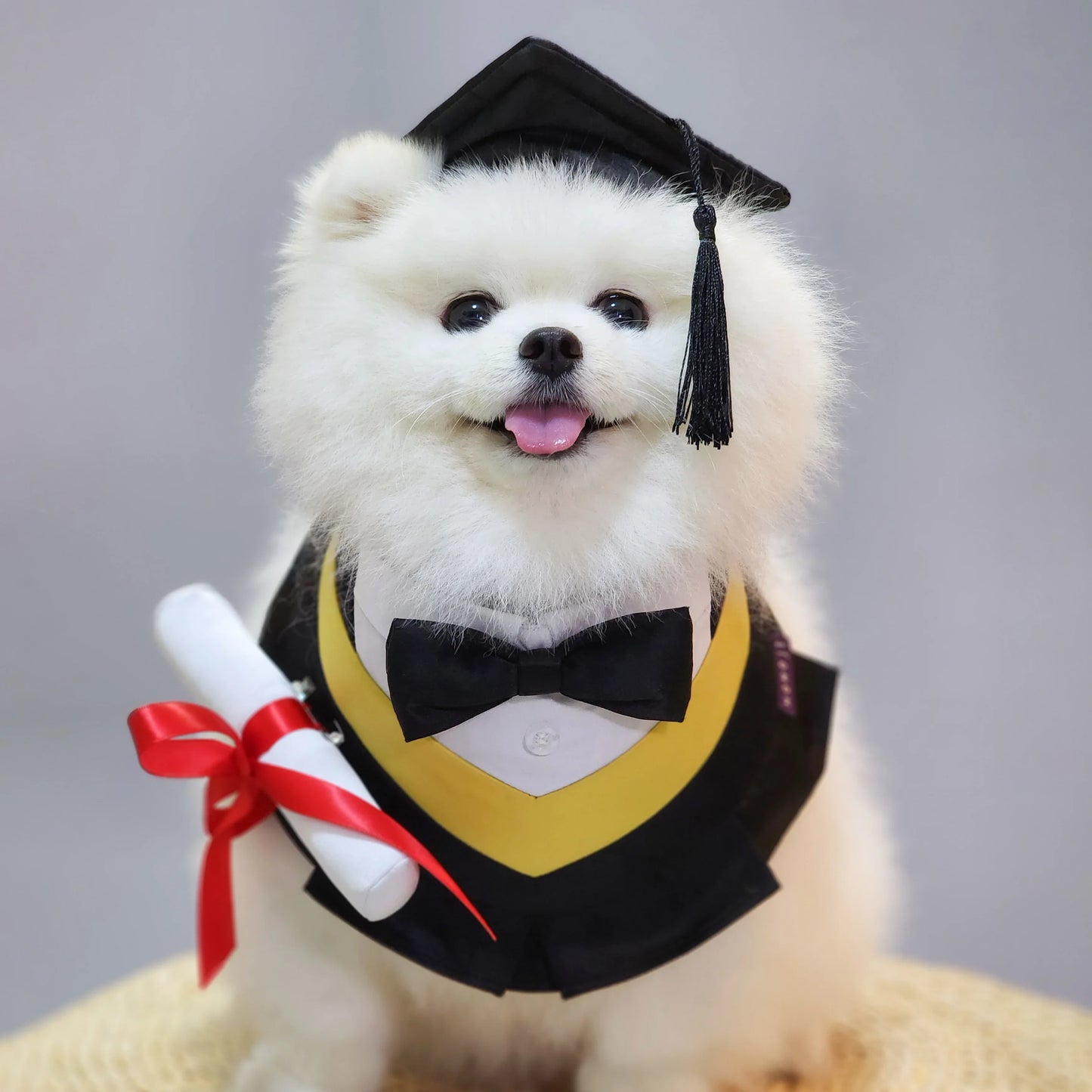 Baccalaureate Regalia | Pet Neckwear