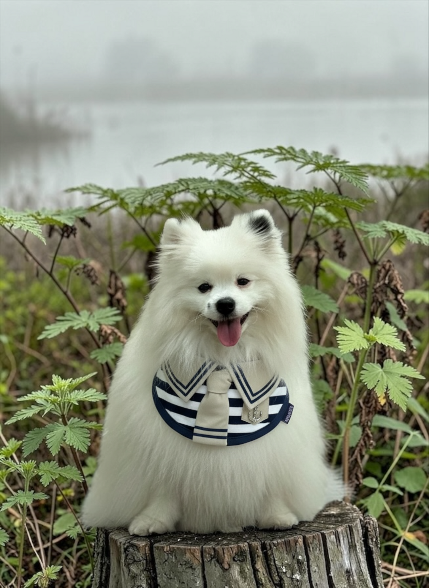 [Pre-order] Santiano (2-Sandstone & Navy) | Pet Neckwear