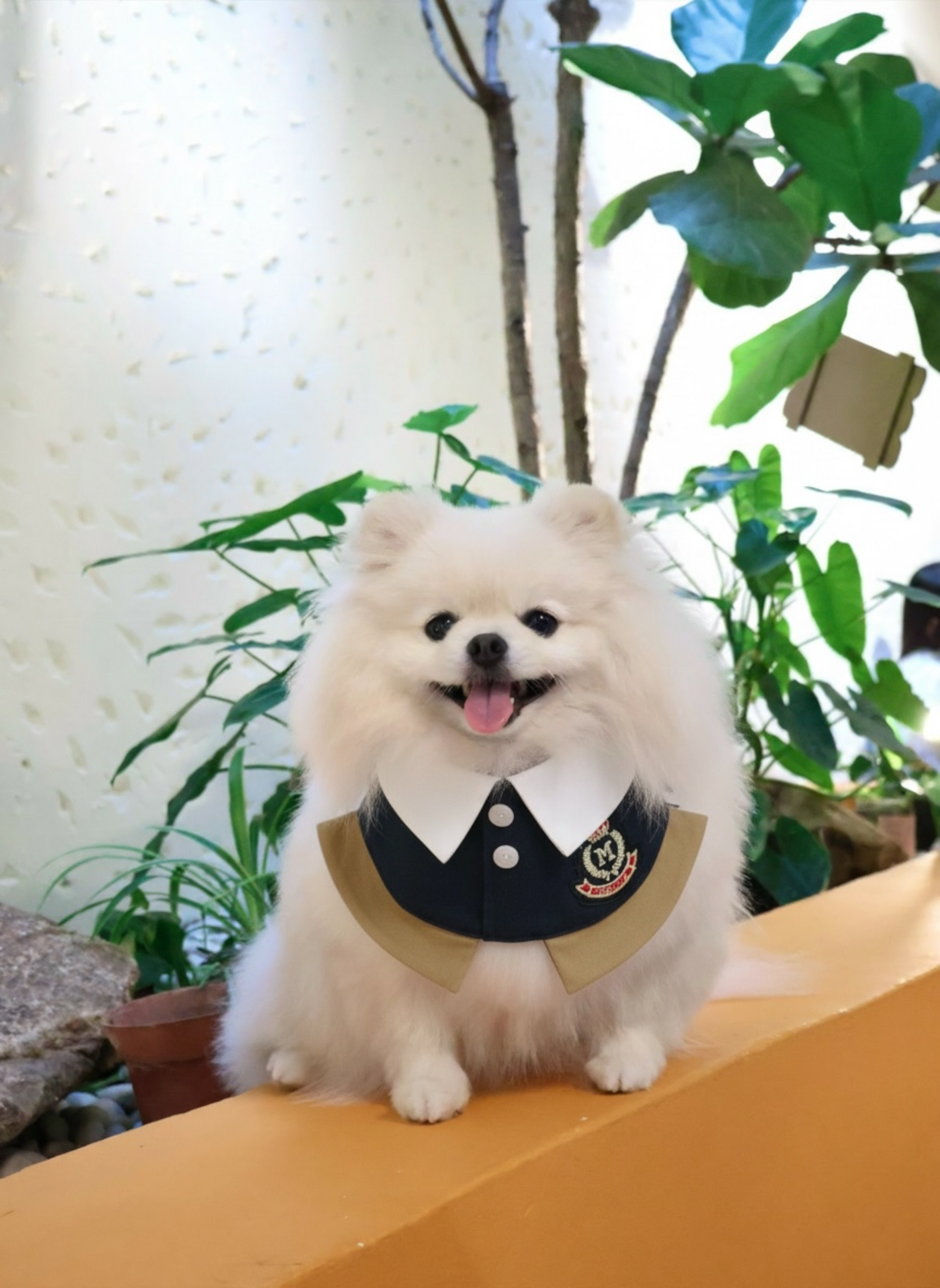 [Pre-order] Brest (1-French Riveria Blue) | Pet Neckwear