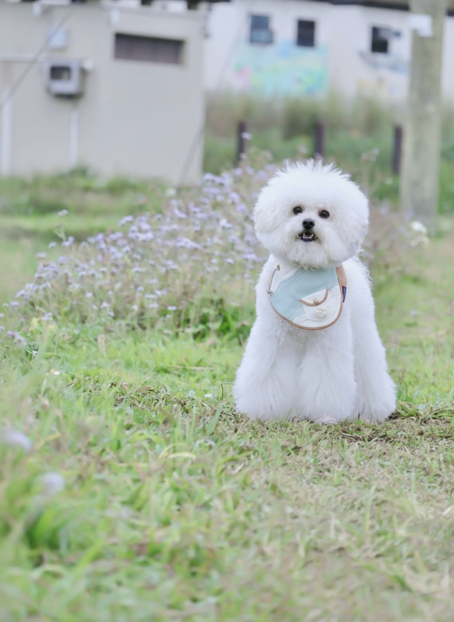 [Pre-order] Antibes (1-Azure Mist) | Pet Neckwear