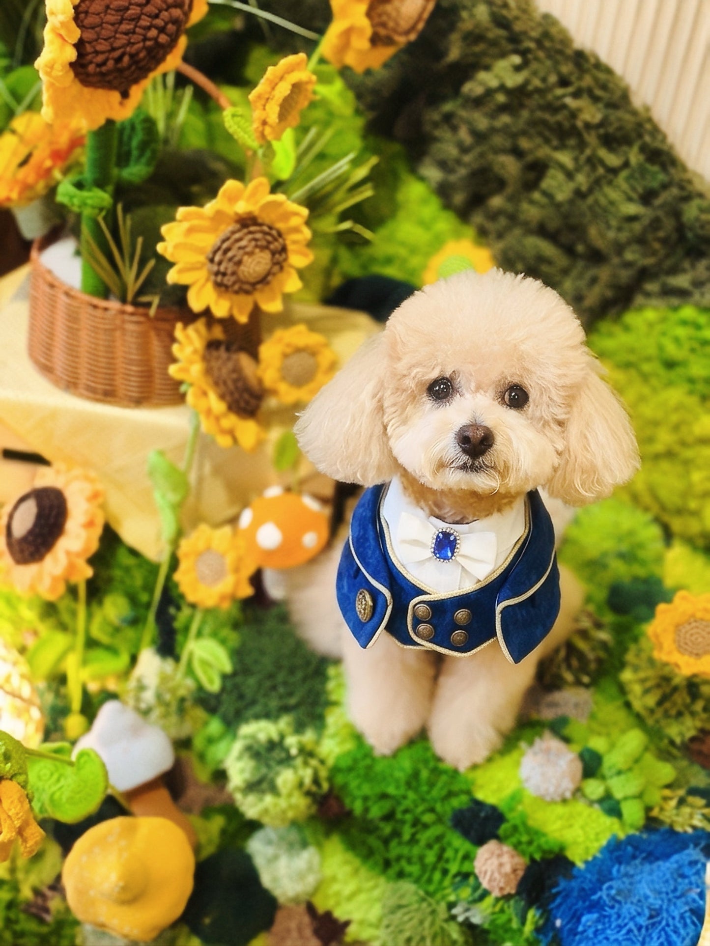 Cavendish (1-Imperial Sapphire Blue) | Pet Neckwear
