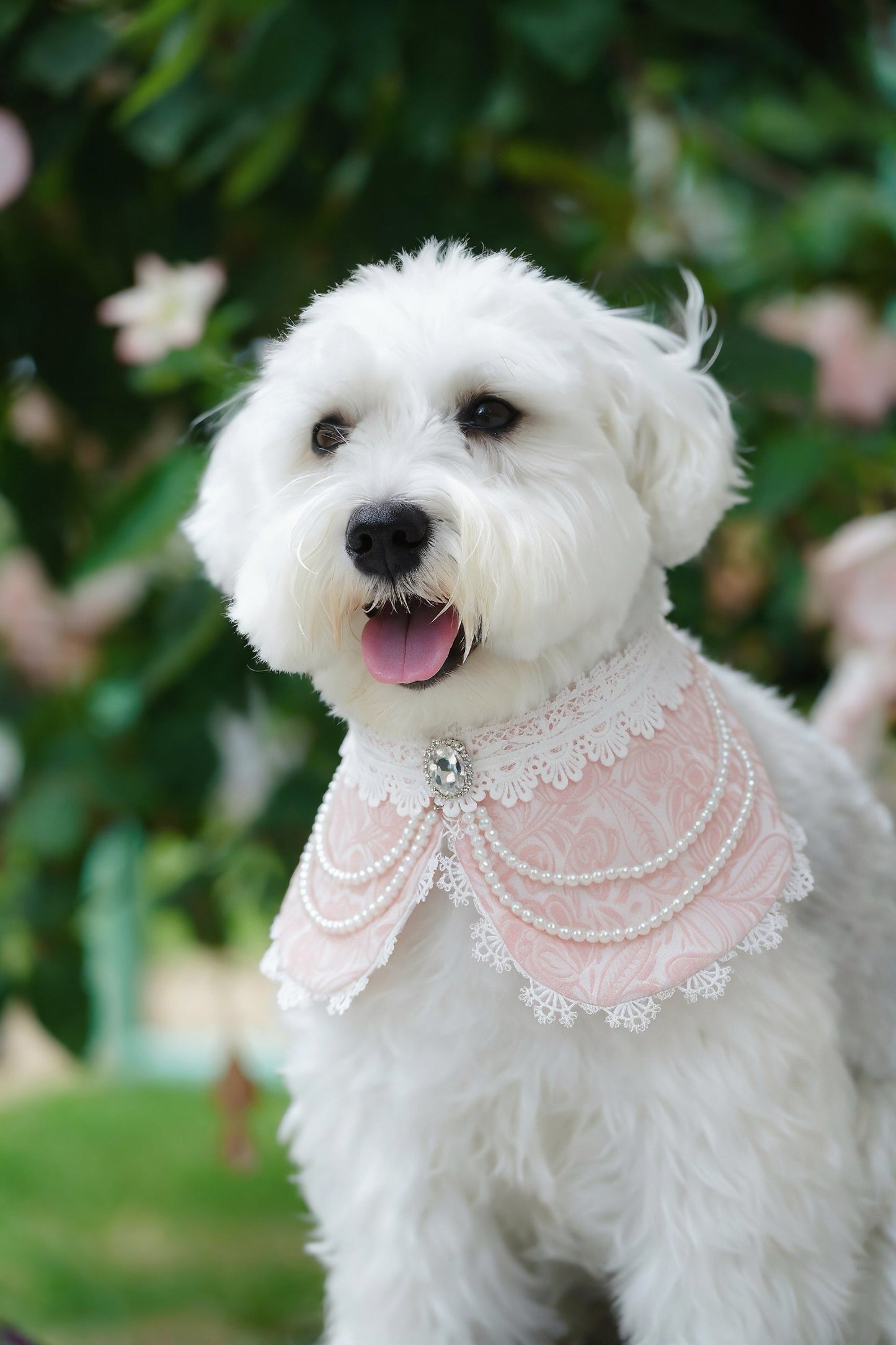 Debutante (2-Parisian Blush Rose) | Pet Neckwear