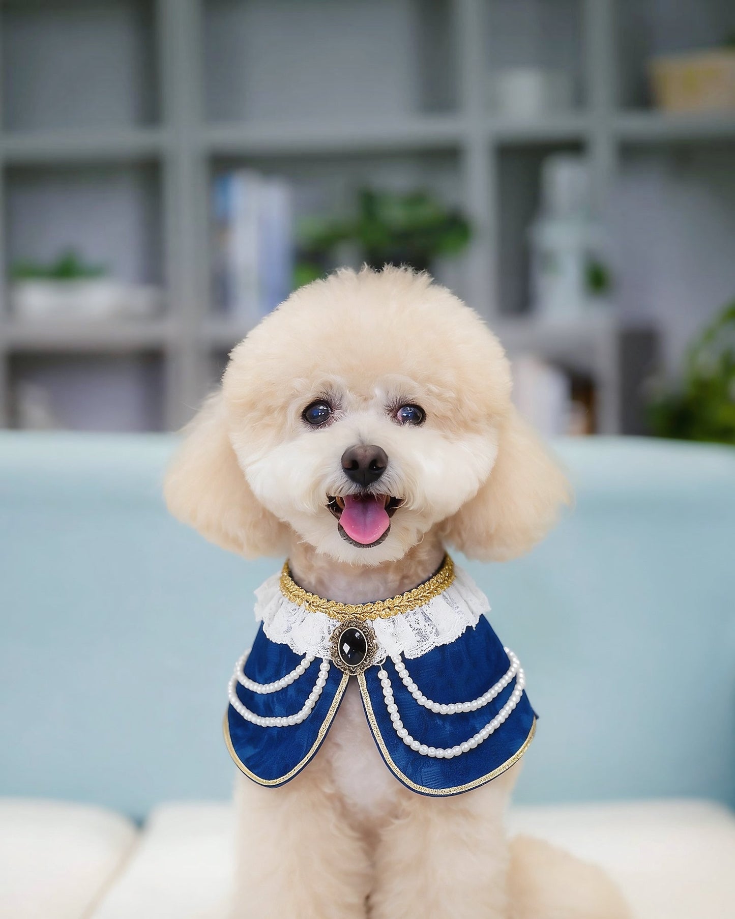 Henrietta (2-Imperial Sapphire Velvet) | Pet Neckwear