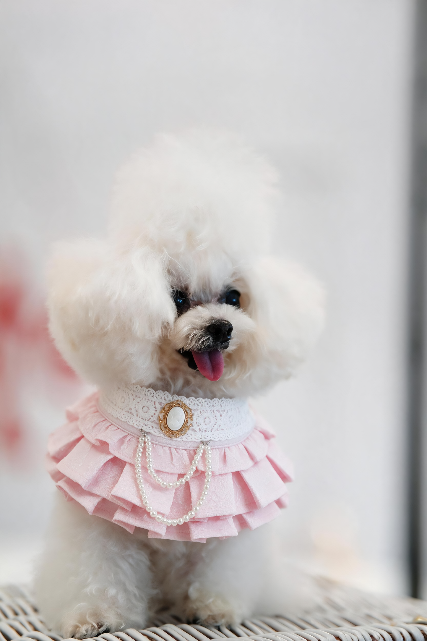 Alexandrina (3-Parisian Blush Rose) | Pet Neckwear