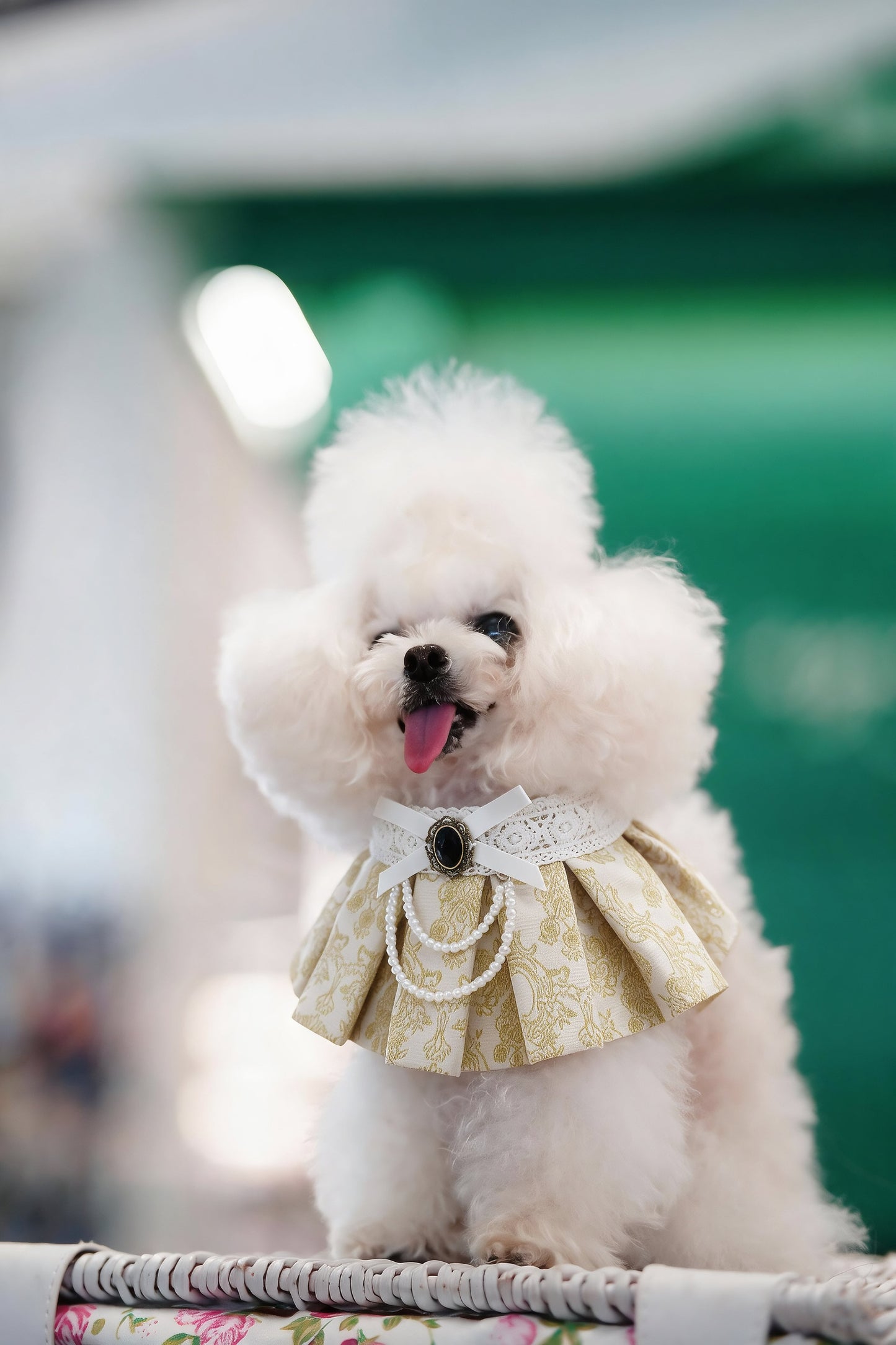 Gwendolen (1-Gilded Vanilla Brocade) | Pet Neckwear
