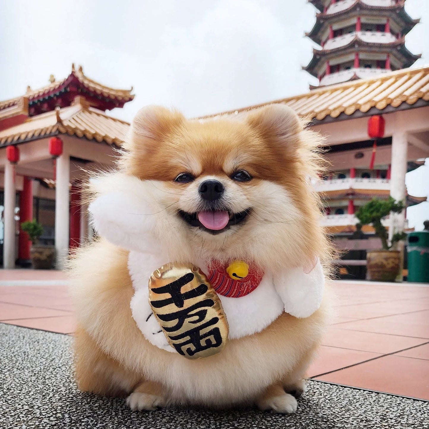 Fortune Cat | Pet Neckwear