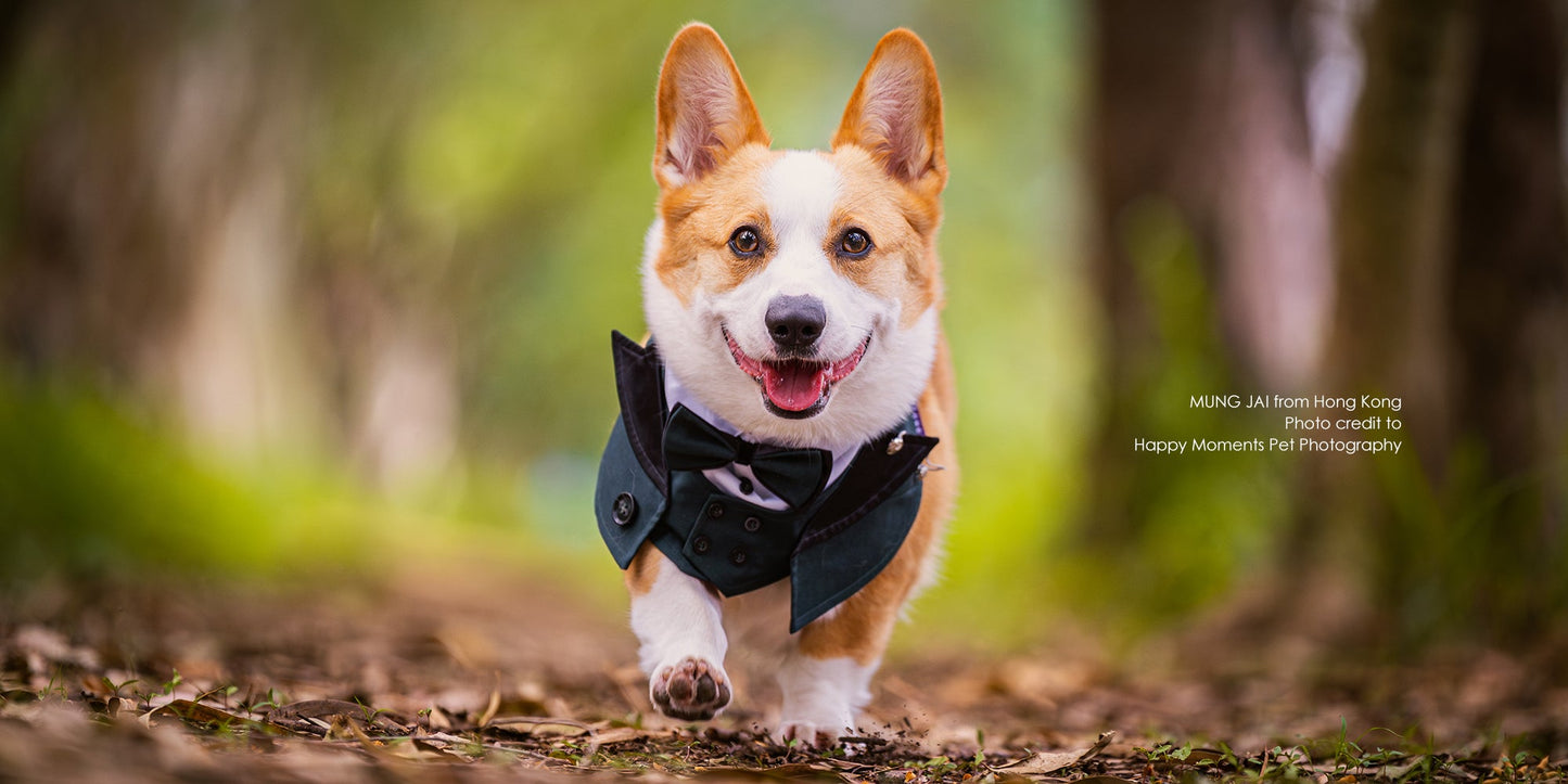 Kingsway | Pet Neckwear