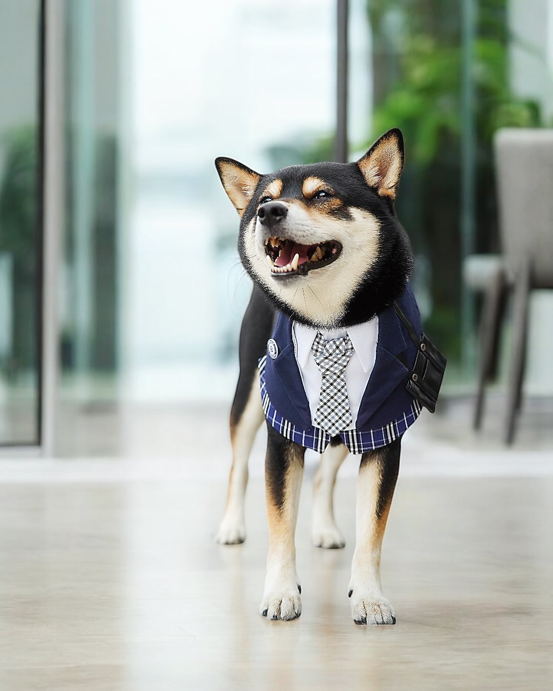 Morrison Hill Boys | Pet Neckwear