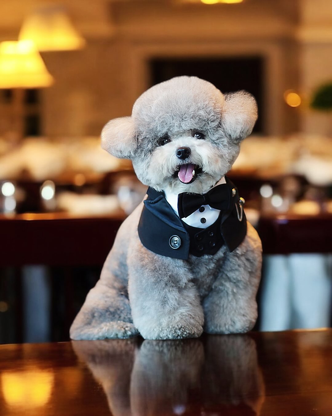 Kingsway | Pet Neckwear