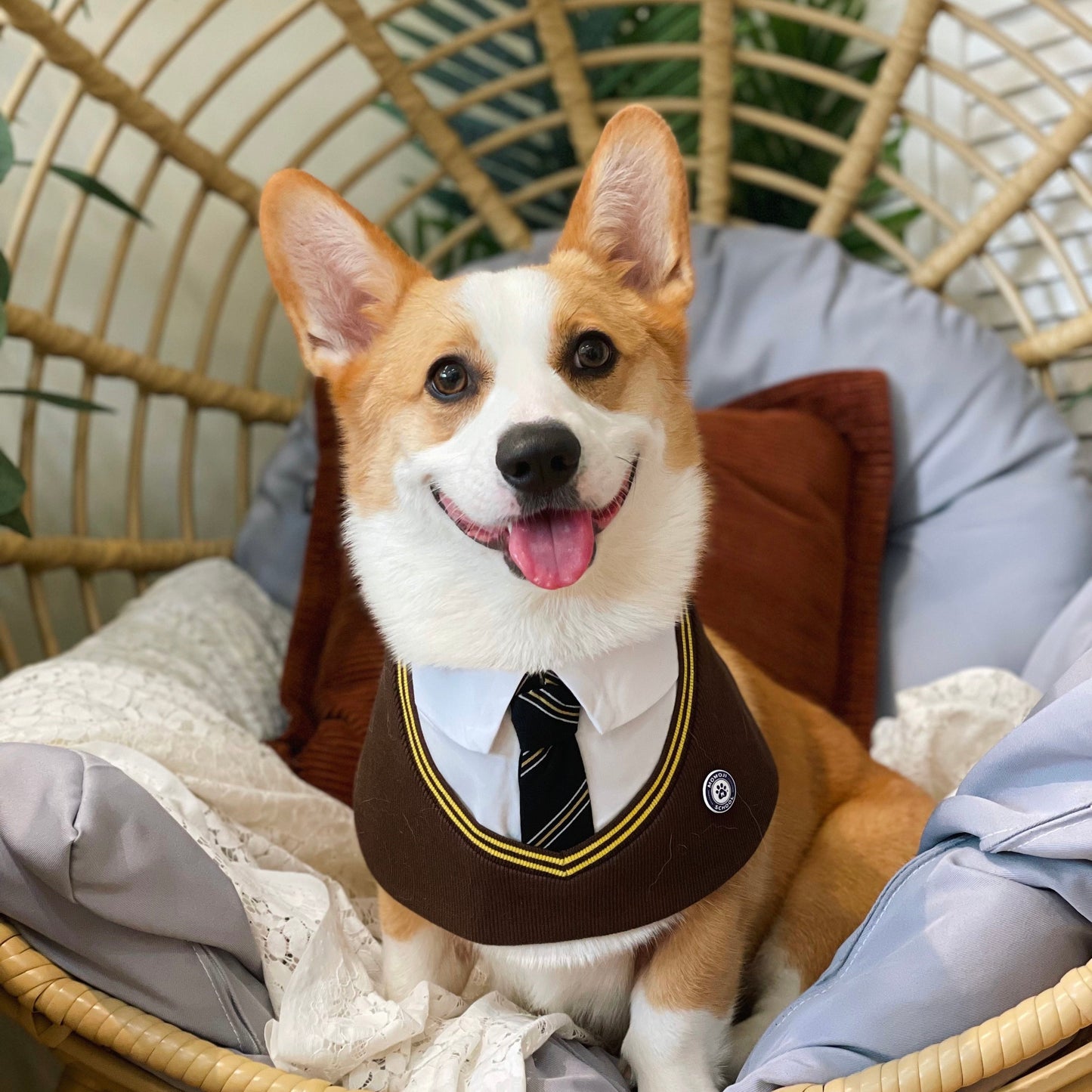 Stephen | Pet Neckwear