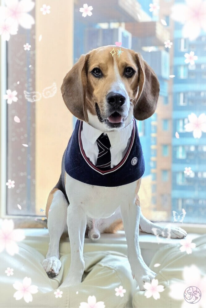 Stephen | Pet Neckwear